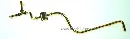Dampfleitung gold Dampflok Mogul LGB 22191-E094